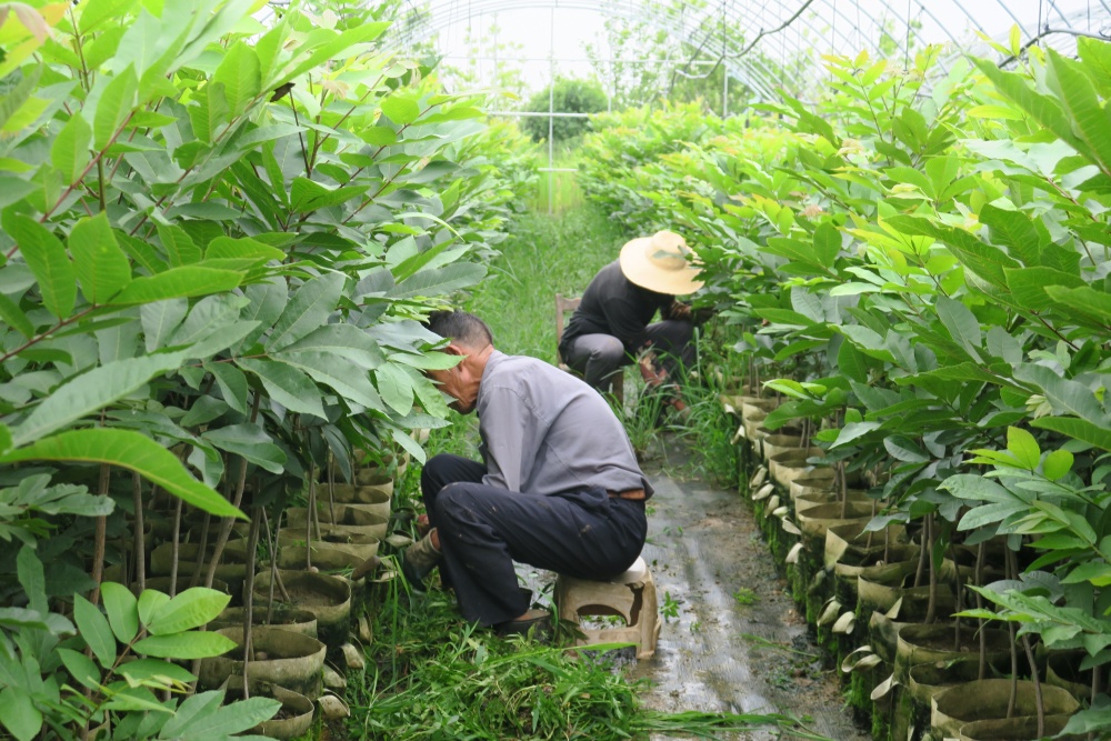 75歲的洪東發老人和村民一起給苗木除草.JPG