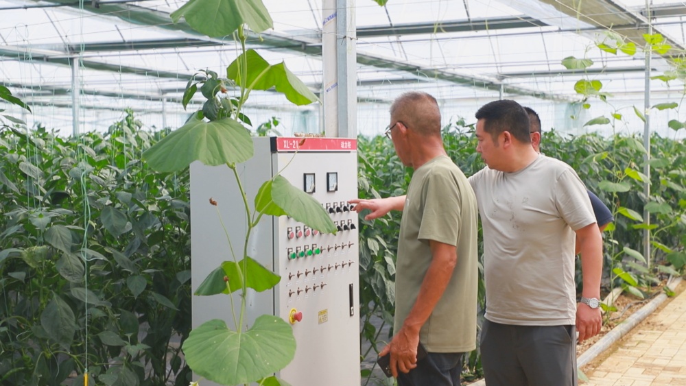 圖為該公司技術人員正在通過集成控制器監控大棚蔬菜生產各項參數.jpg